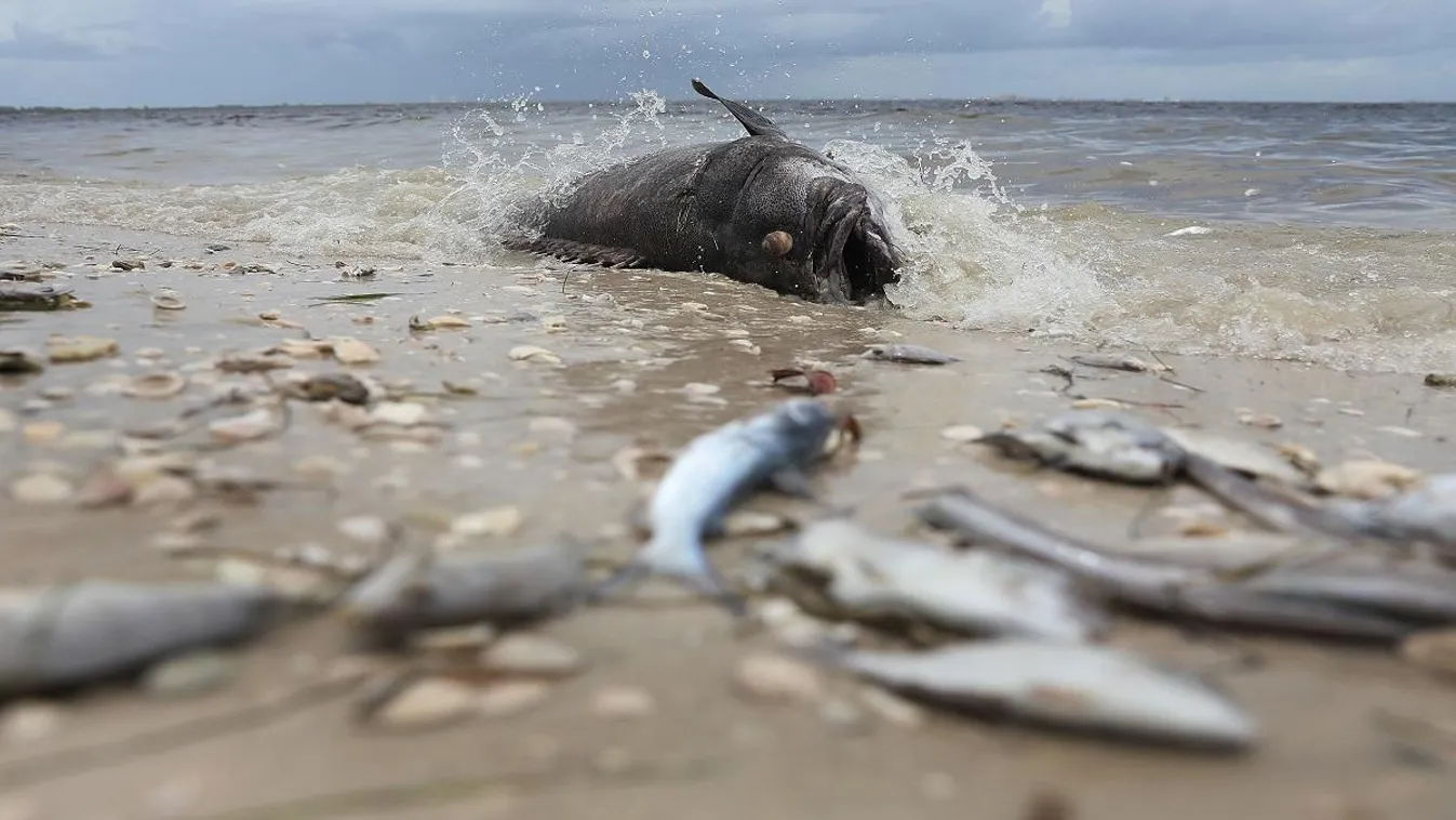 Mérgező algák lepték el Florida partjait