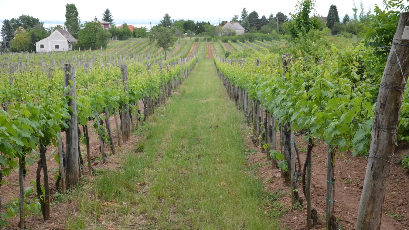 Nehéz helyzetben vannak a szőlőtermesztők