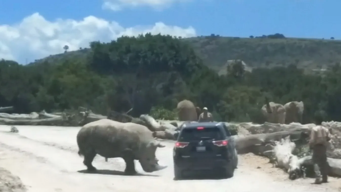 Valamiért nagyon berágott a terepjáróra az orrszarvú