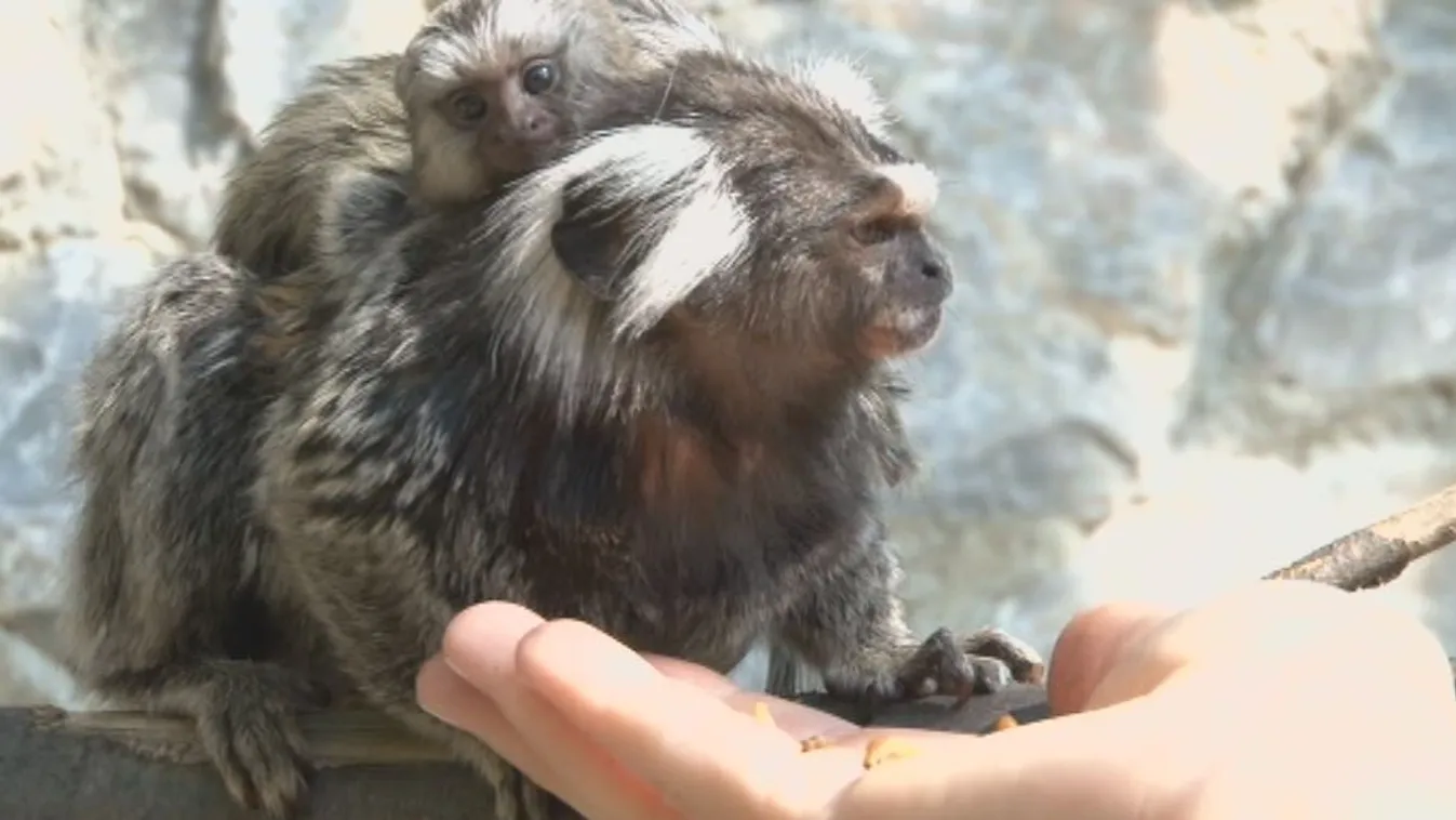 Látott már újszülött fehérpamacsos selyemmajmot?