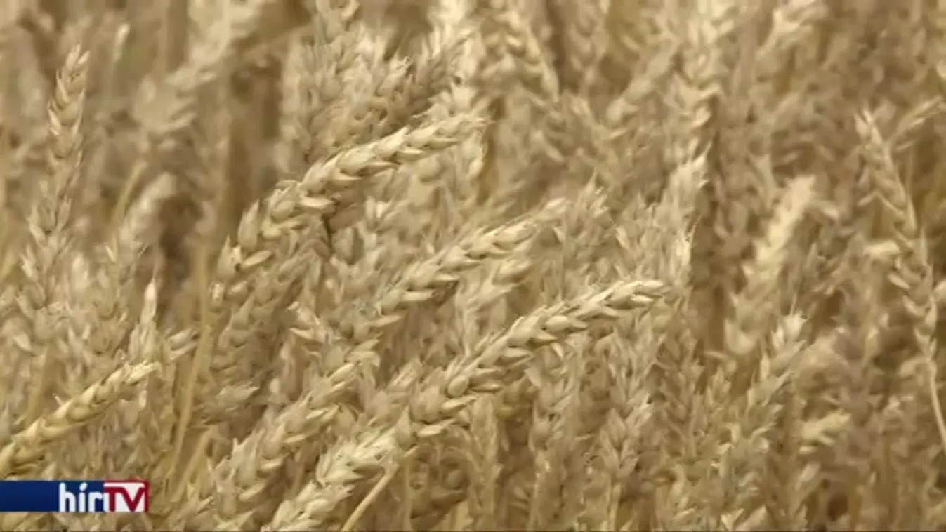 Drágább lesz a kenyér