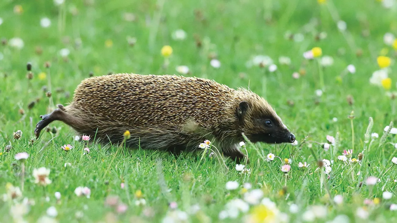 Oktatóprogramok és Sünispotály a fővárosi állatkertben – Paletta