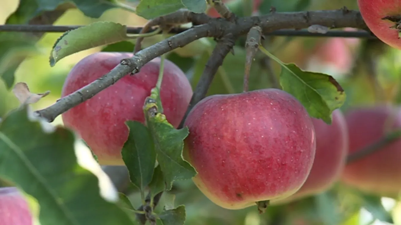 Az idei reális kompromisszum lehet