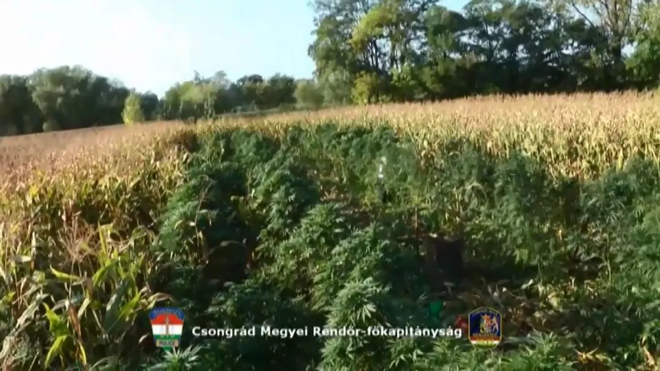 Több mint 150 tő marihuánát találtak egy kukoricásban