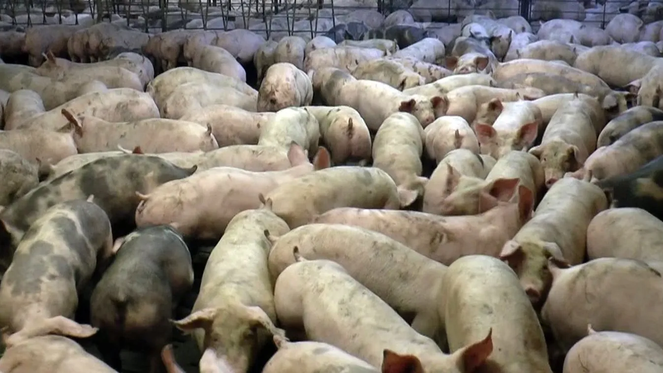 Dög- és trágyaszagtól fulladozik a város