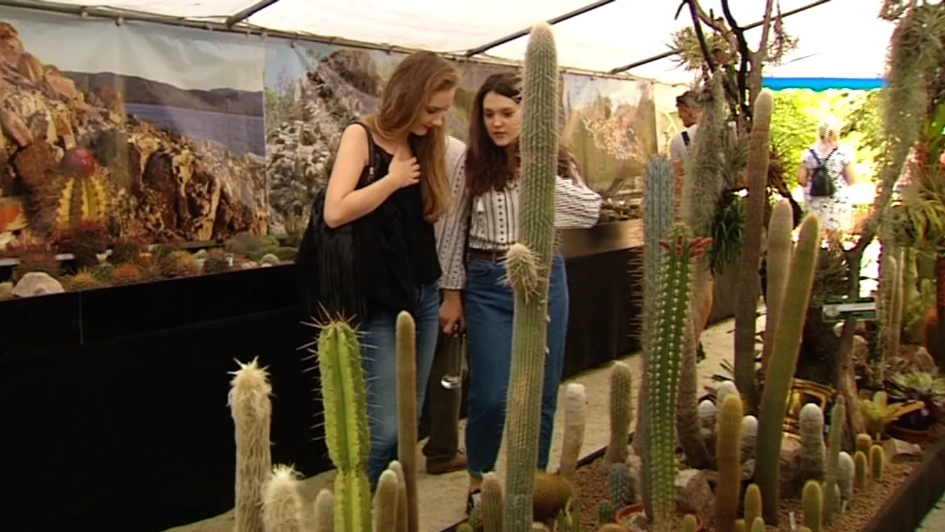 Kaktuszkülönlegességek a Füvészkertben