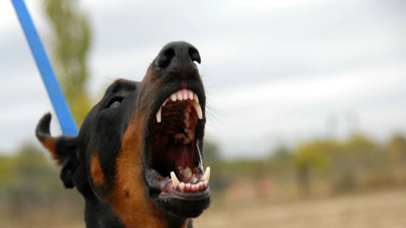 Hiába bírságolták meg harapós kutyája miatt