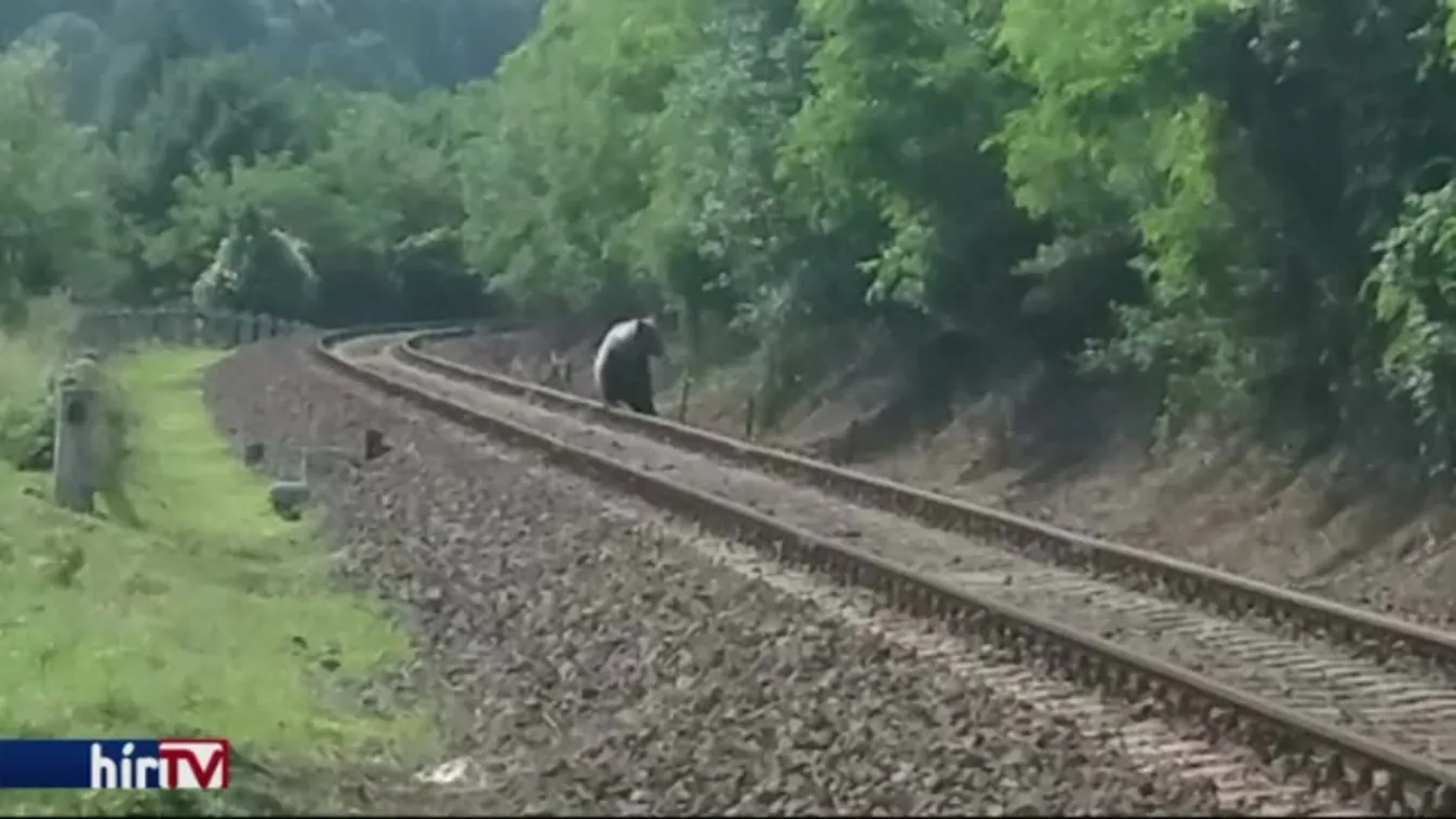 Medveveszély a Bükkben