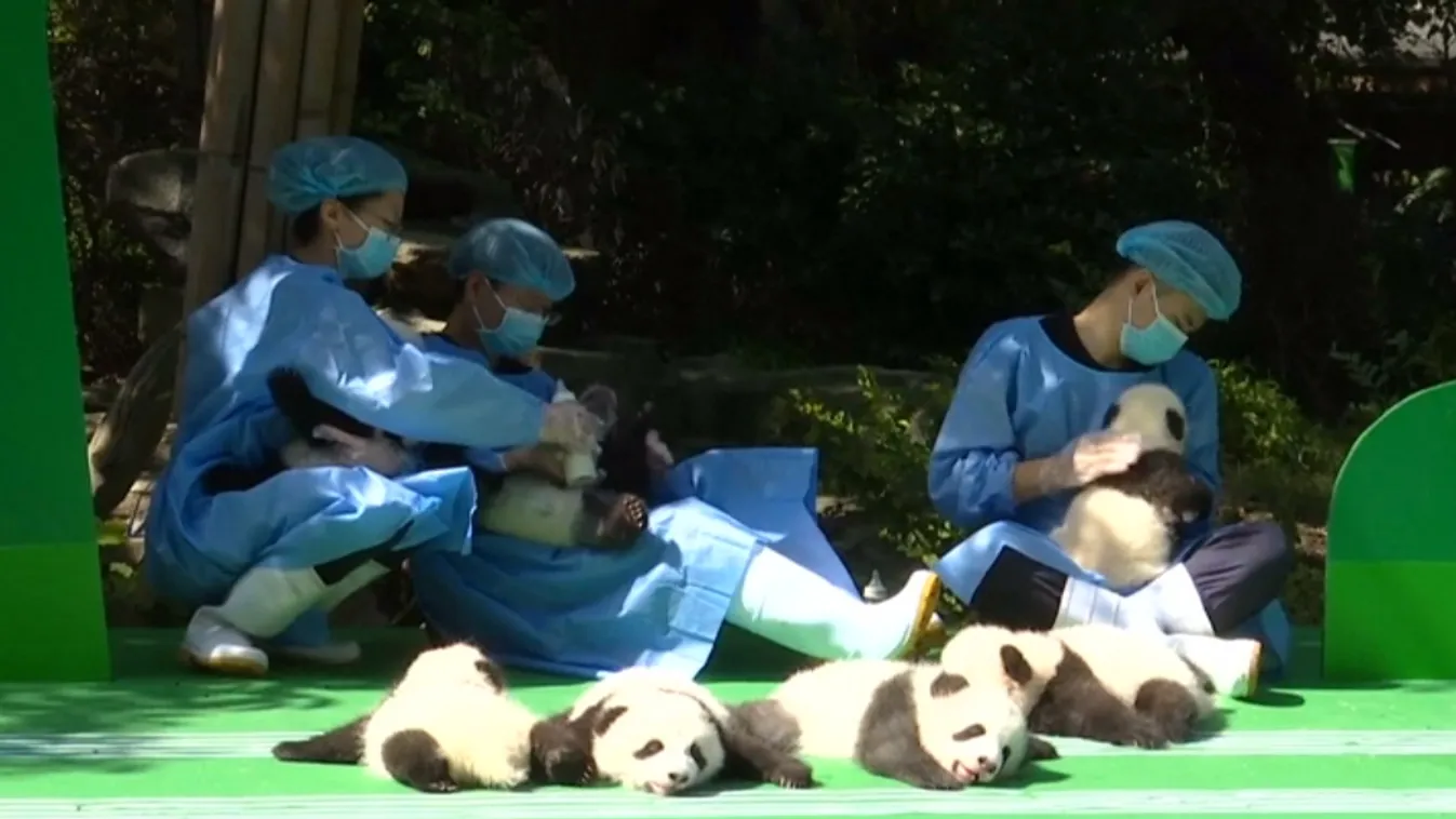 Kínában 12 újszülött pandának örülhetnek a látogatók