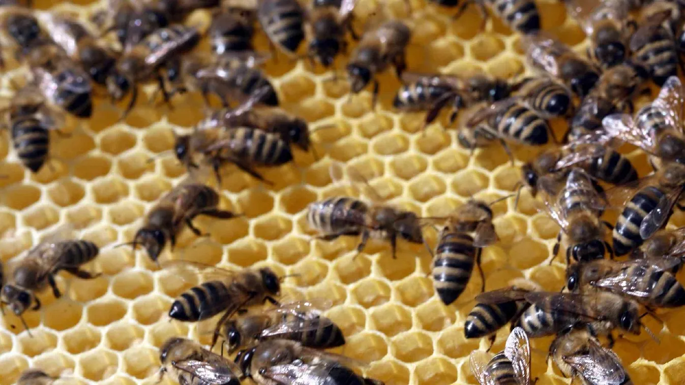 Nagy gondot okozott a méhészeknek a méhpusztulás