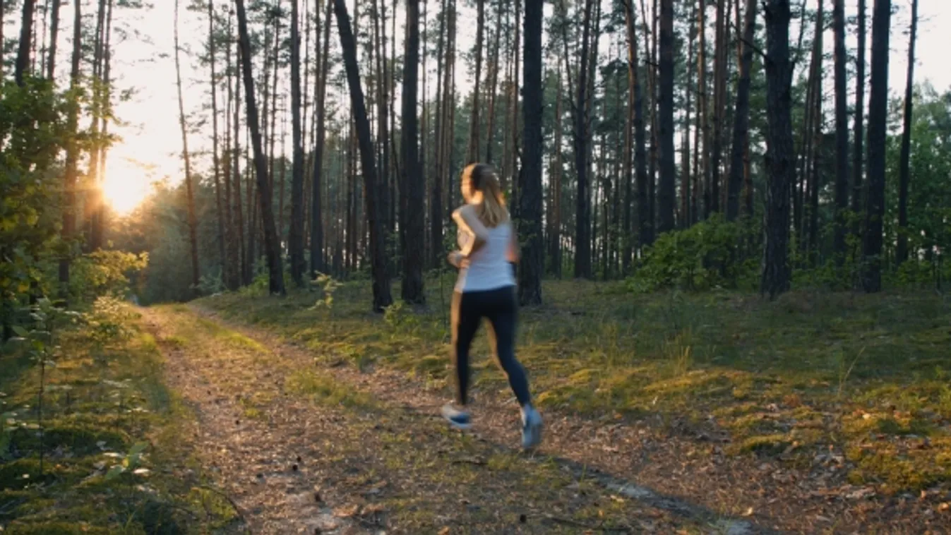 Hajsza hegyen-völgyön, erdőben