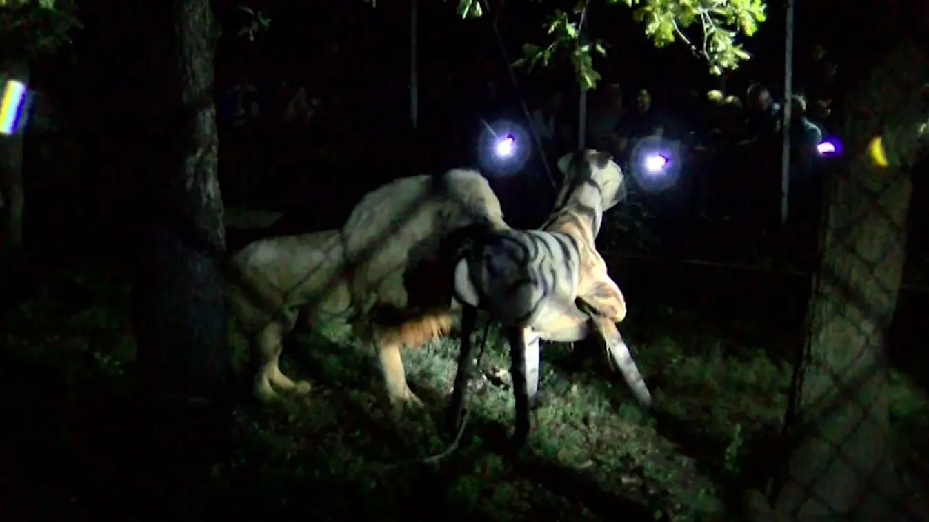 Ezrek figyelték meg az állatok éjszakai életmódját