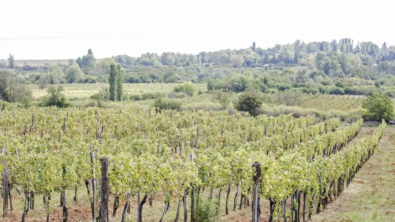 Jó volt a szőlőtermés az idén, de alacsony a felvásárlási ár