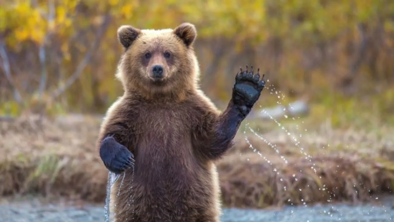 Medveveszély a Bükkben