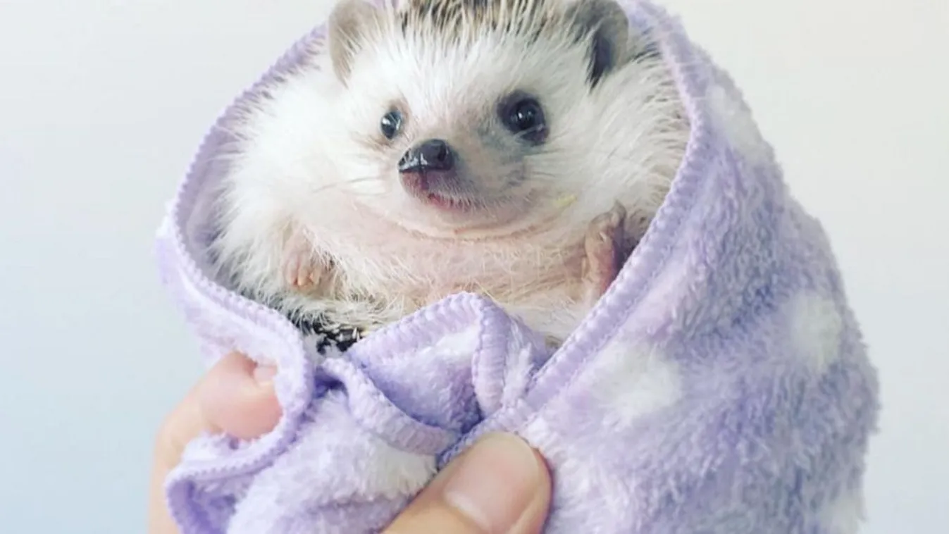 Itt van az ősz, itt vannak a sünik