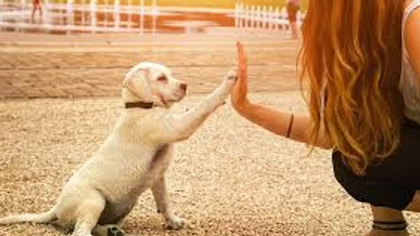 Az ország harmada kutyás