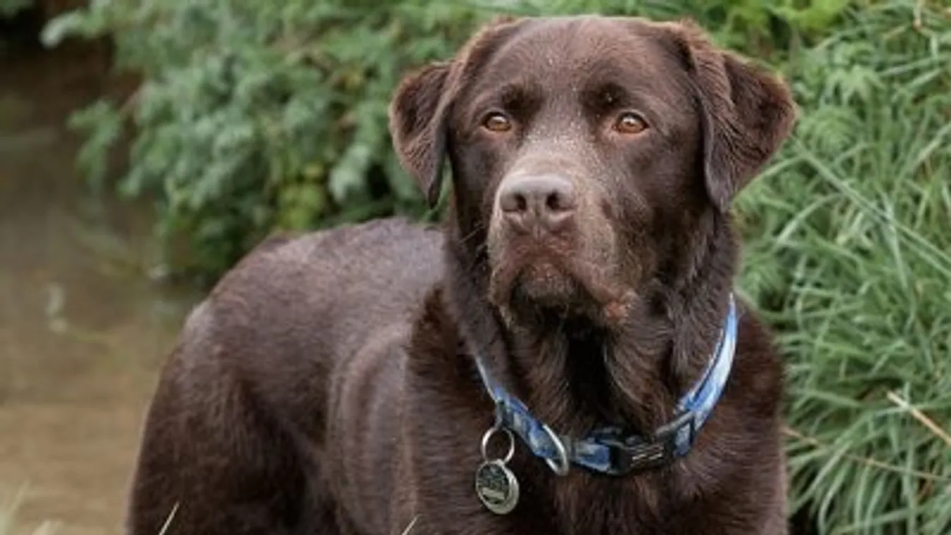Kevesebb ideig él a labrador, ha csokoládébarna a színe