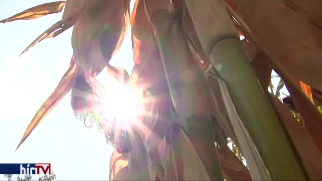 Negatív rekordot döntött a Duna vízszintje