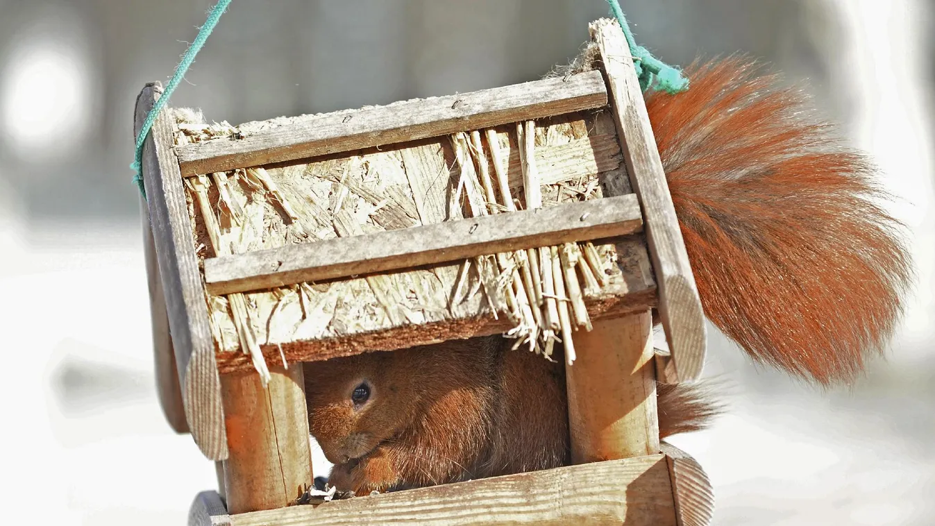 Egy kis odafigyeléssel már ősszel a kertekbe lehet szoktatni a madarakat
