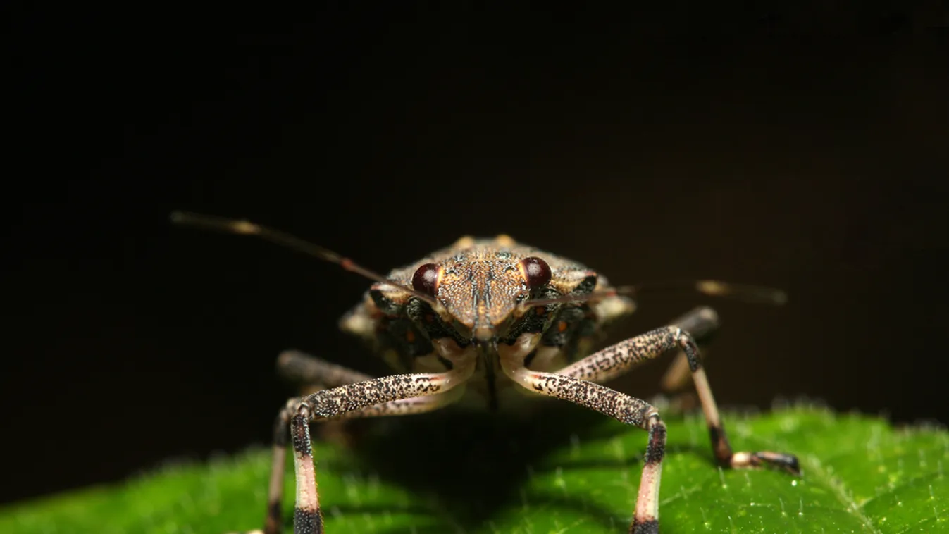 A klímaváltozás is okolható a poloskainvázióért