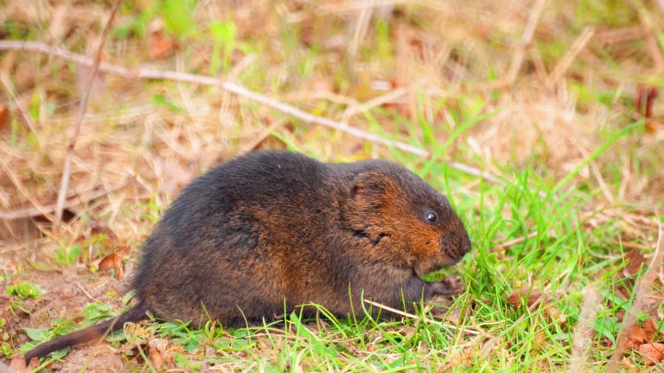 Pocokinvázió a magyar mezőkön