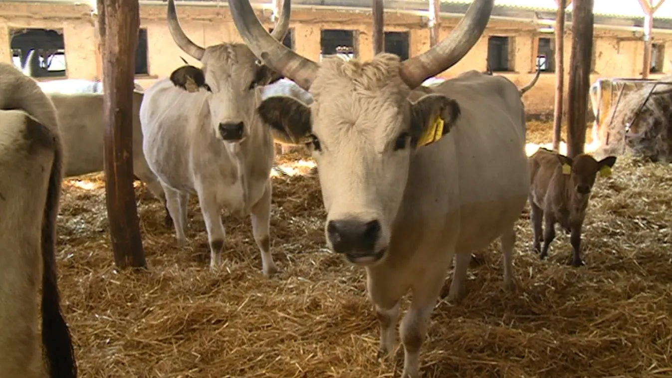 Merész keresztezés