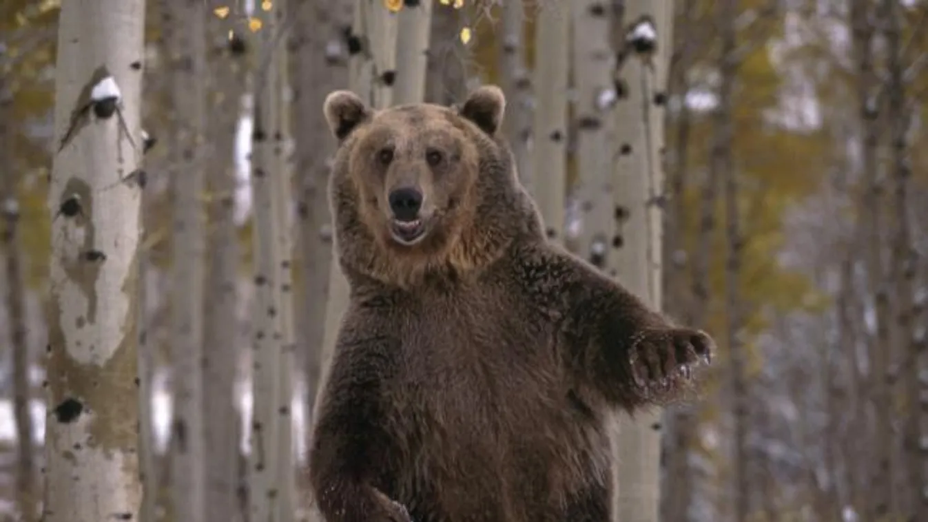 Szlovén medvék segítenek be a franciáknak