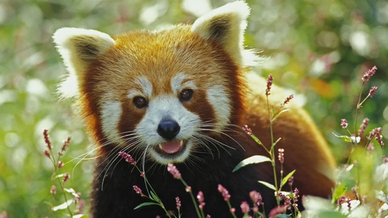 Megérkezett Phoeby a Szegedi Vadasparkba