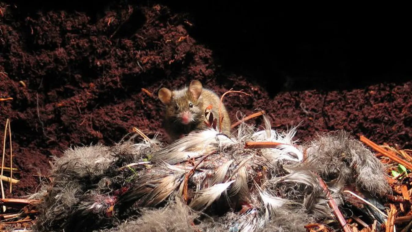 Mutáns egerek támadása