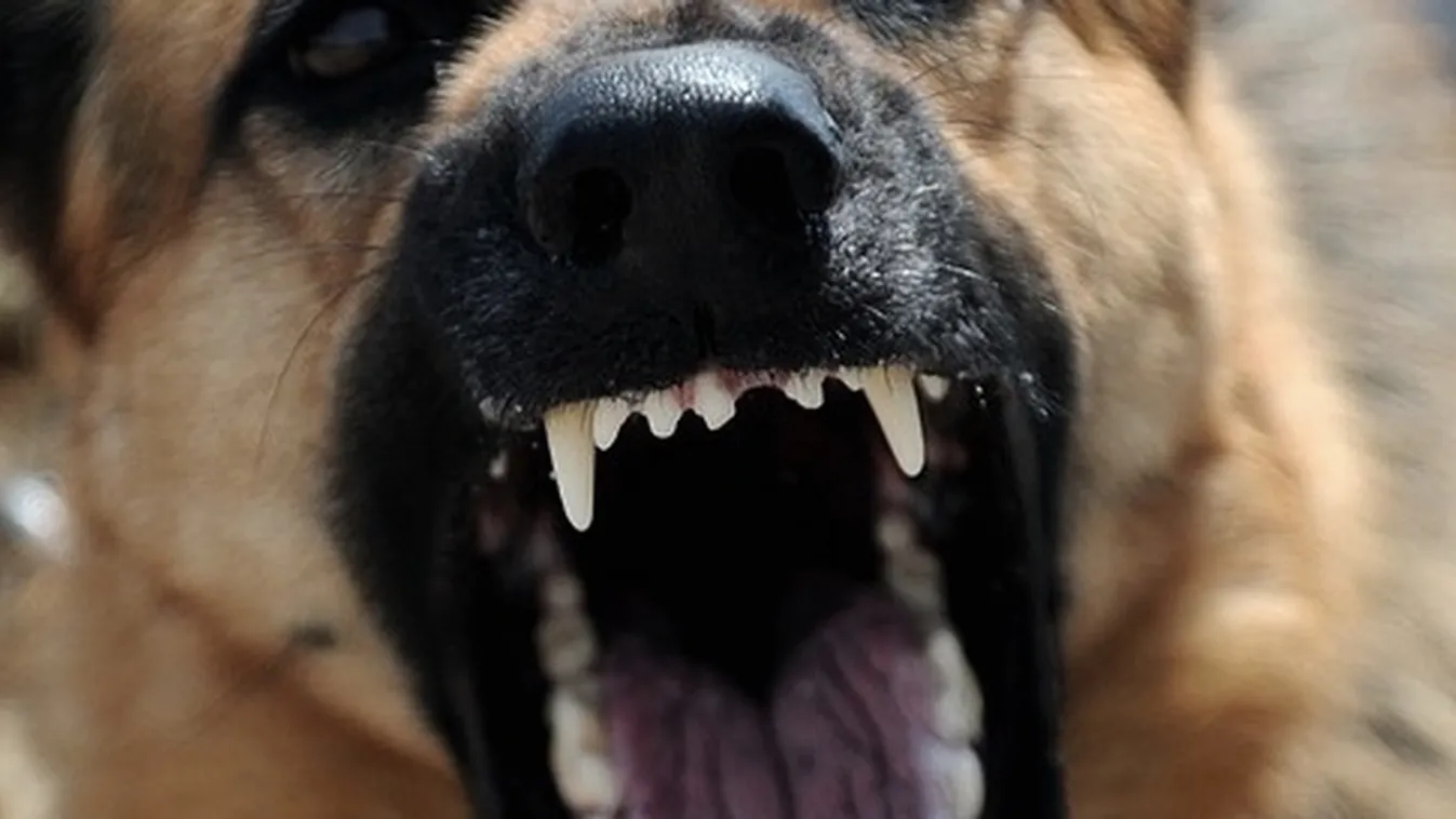 Kétéves kisfiút marcangolt össze egy kutya