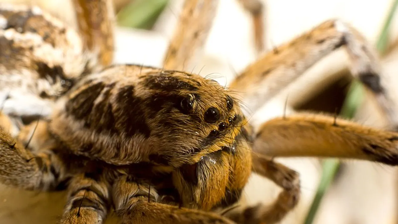 Pókinvázió a Rábaközben