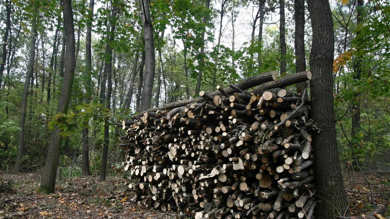 A profi tolvajok még a hatóságokat is átverik