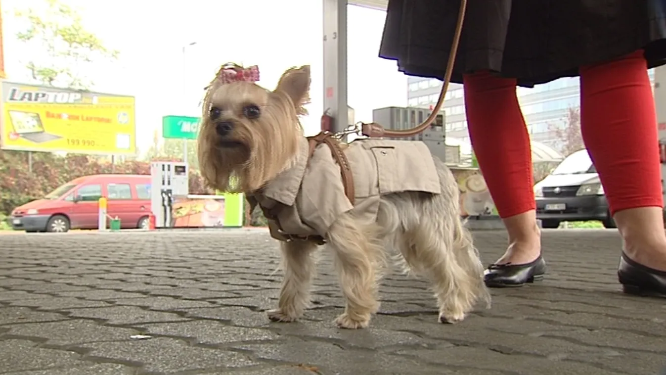 Nem veszik kutyába a kutyákat