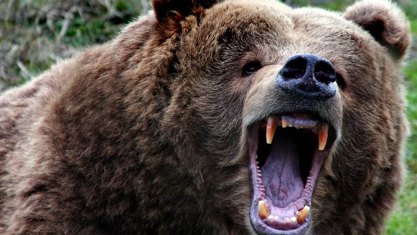 Támadnak a medvék Székelyföldön