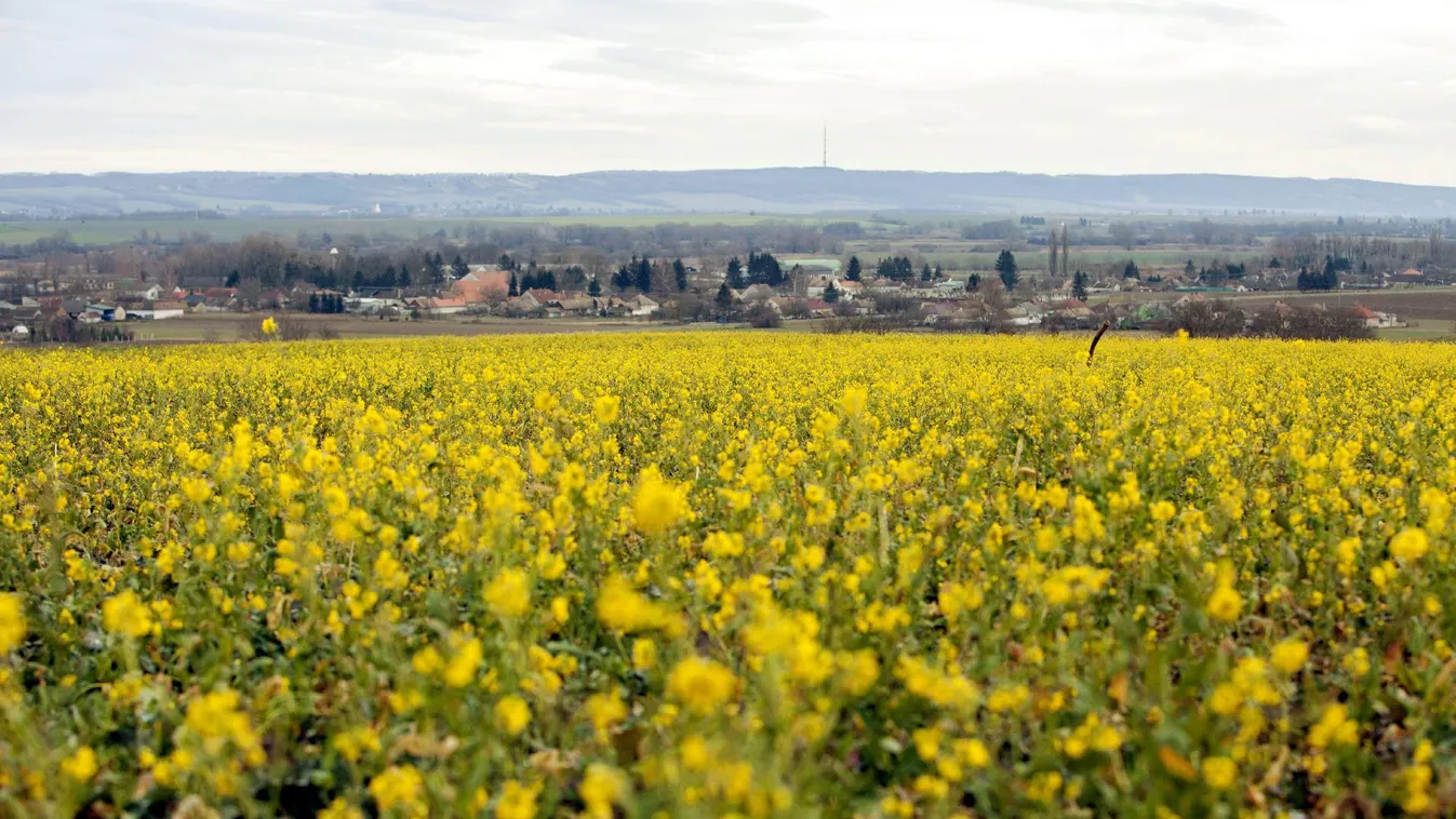Nem tudtak megfelelően növekedni – Soroló