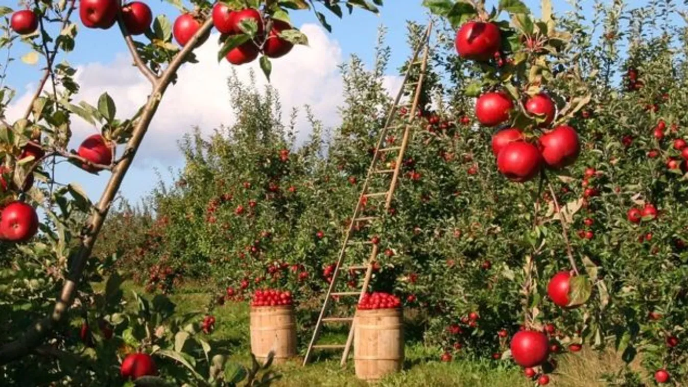 Az illegálisan telepített gyümölcsösöket be kell jelenteni