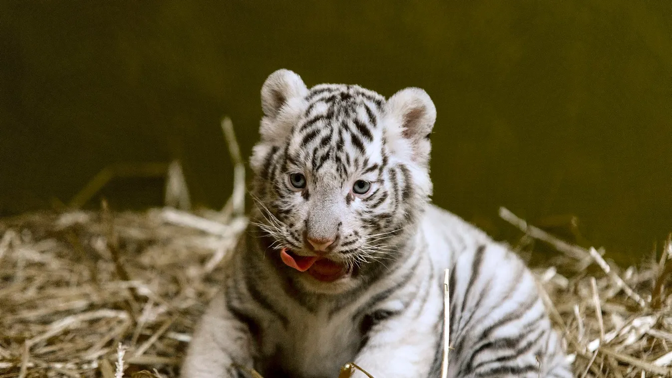 Már láthatóak a fehér tigriskölykök