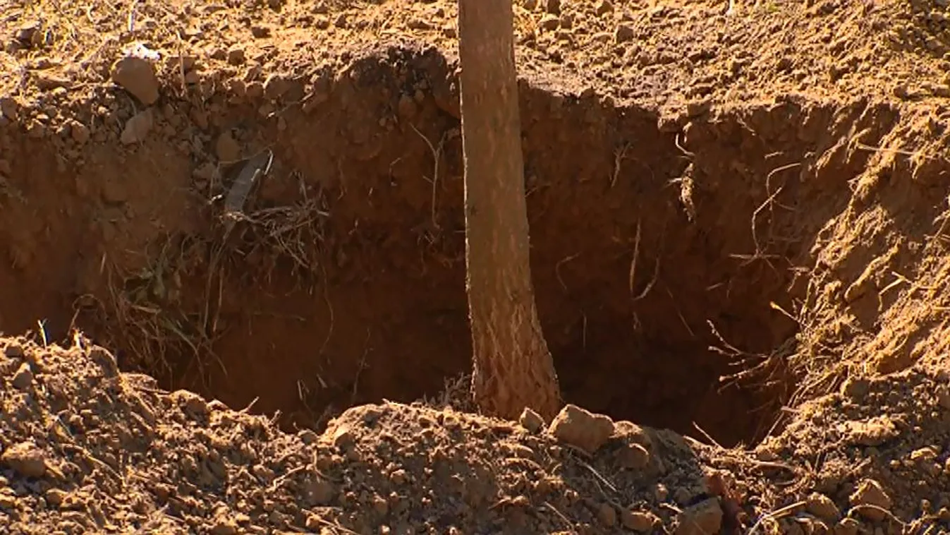 Facsemetéket ültettek Pécsen az Egészséges Városok keretében