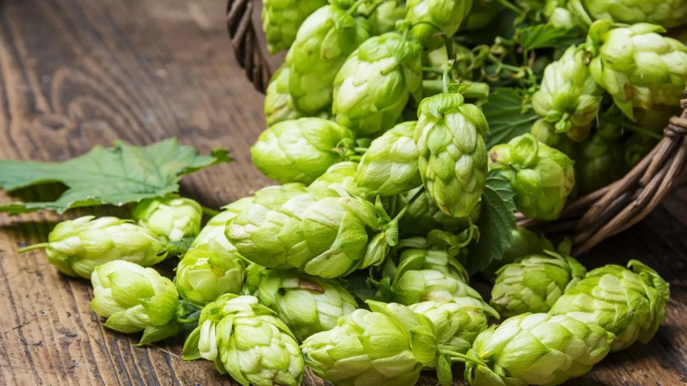 Magyar sörbe magyar komlót