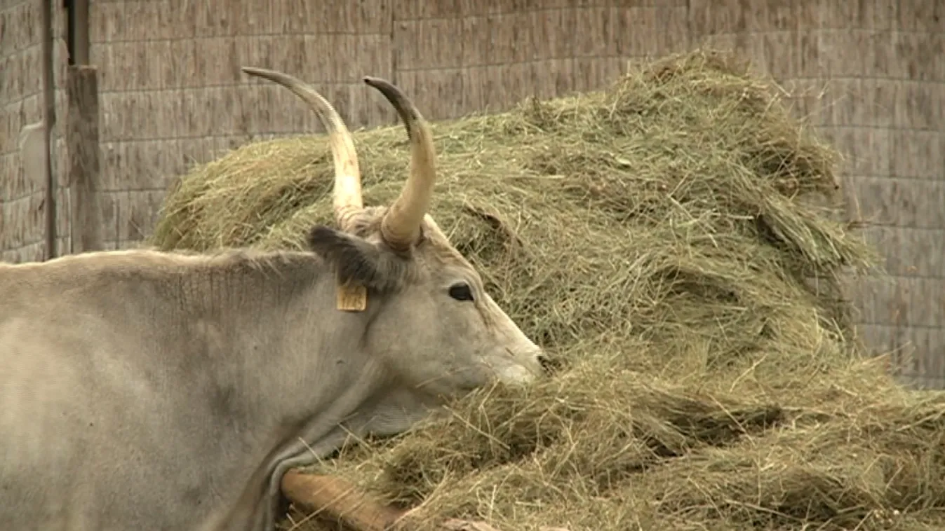 A falusi élet reneszánsza