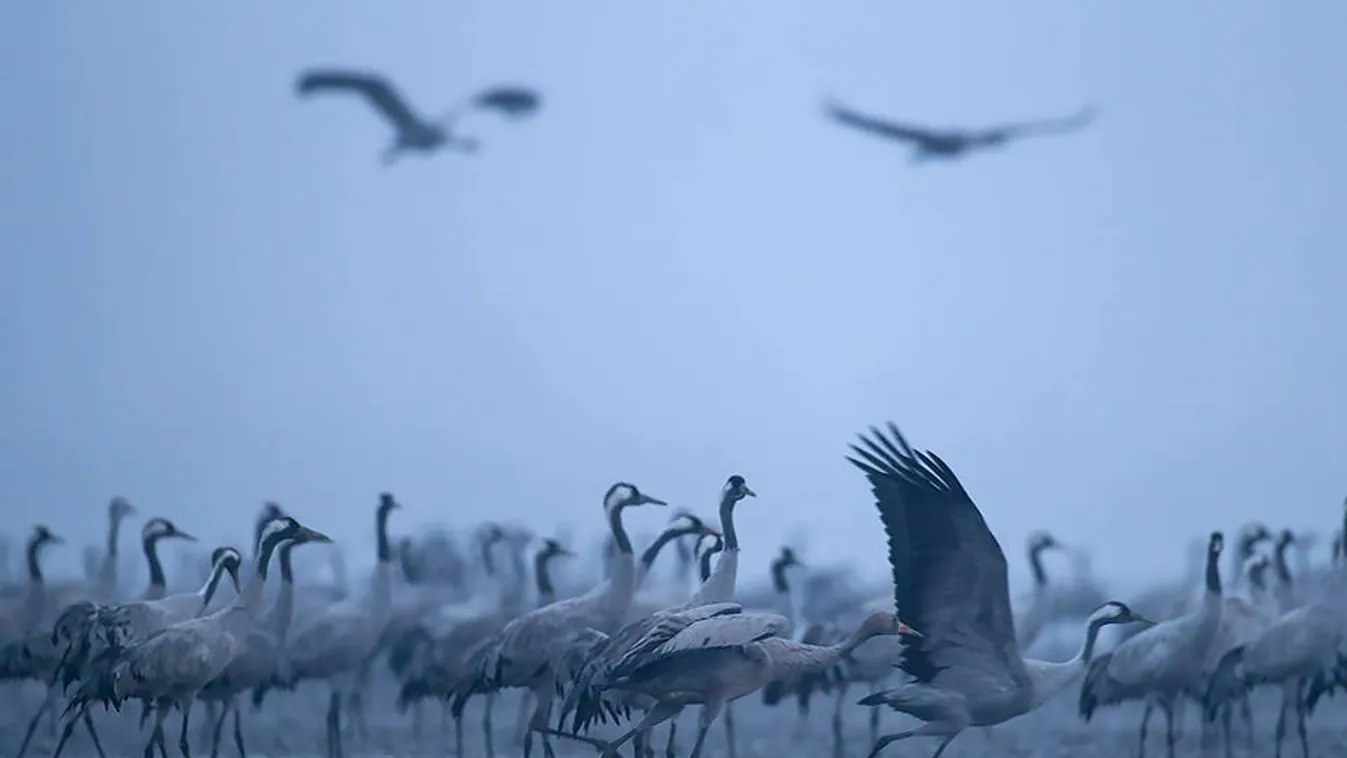 Hetedjére darvadoznak Szegeden