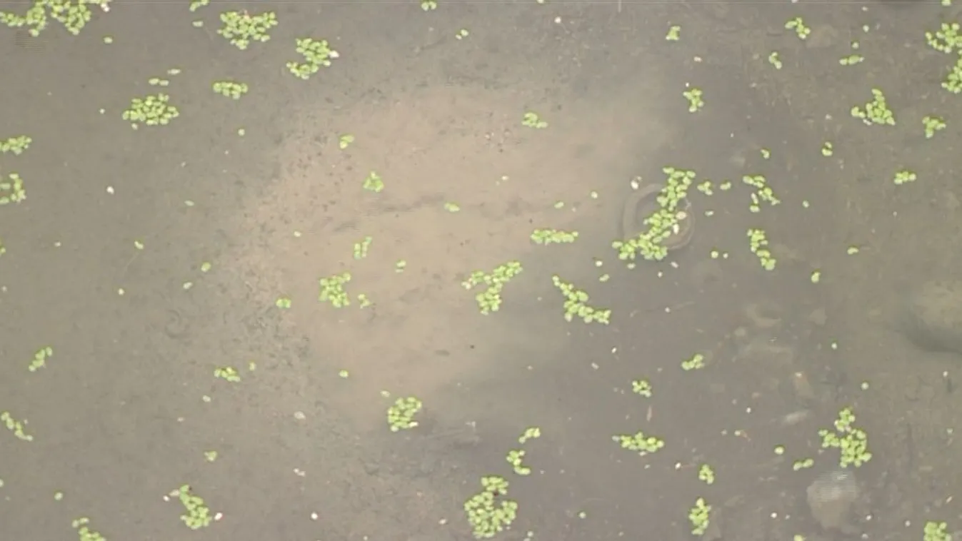 Források városa – Panaszkönyv