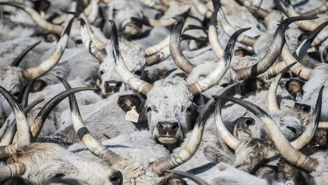 Magyarországon egy kicsit elkényelmesedtek az állattartók?