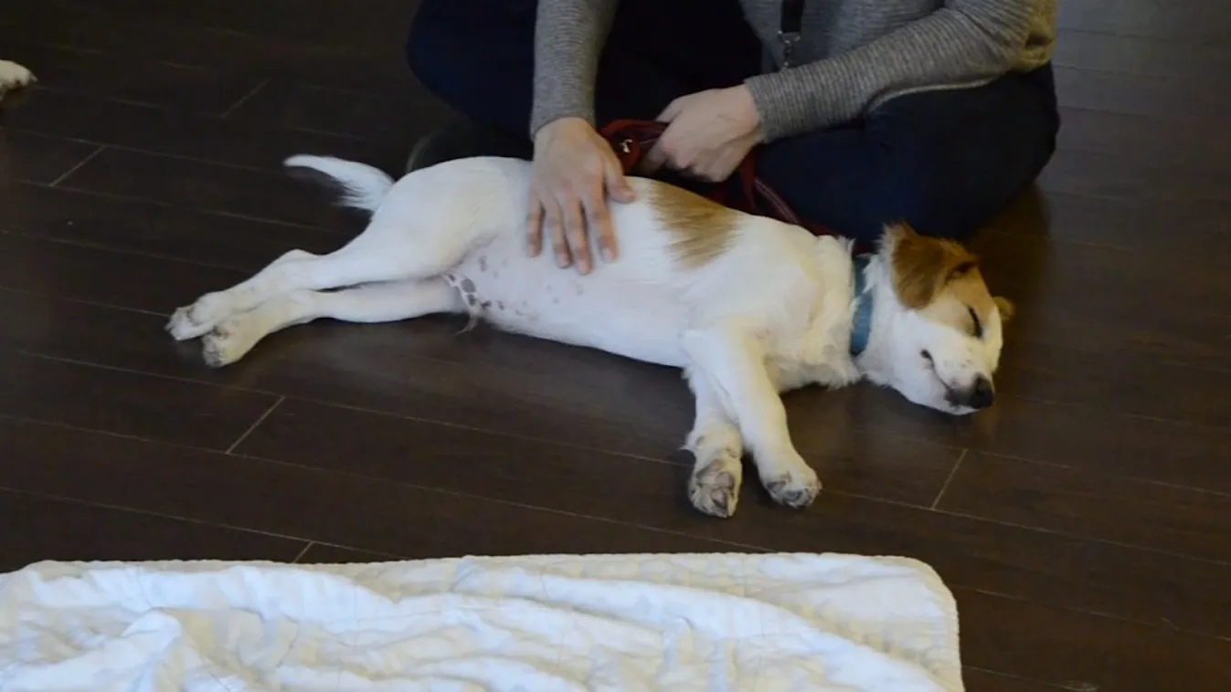 Kutyák lepték el a siófoki plázát