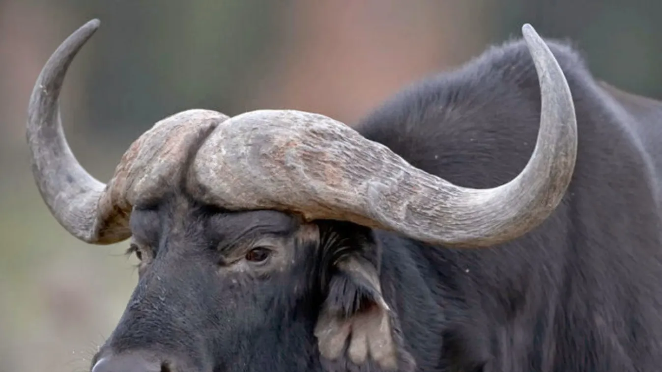 Megvadult bivalyok küldtek kórházba két embert