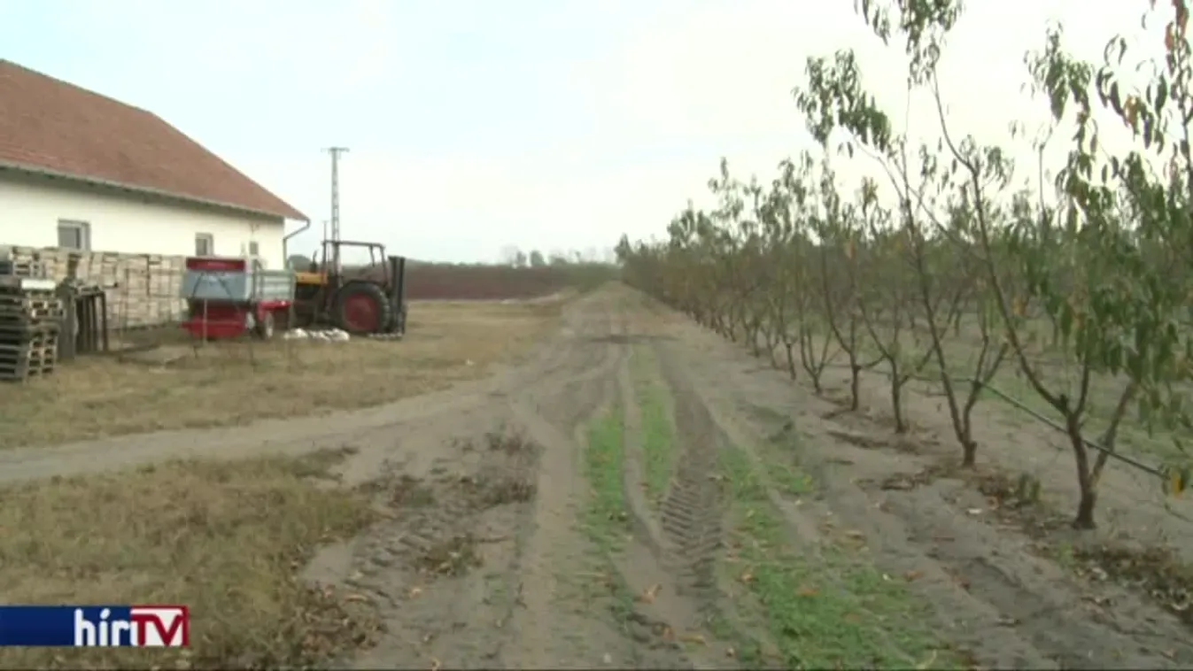 Év végéig kell bejelenteni a gyümölcsösöket