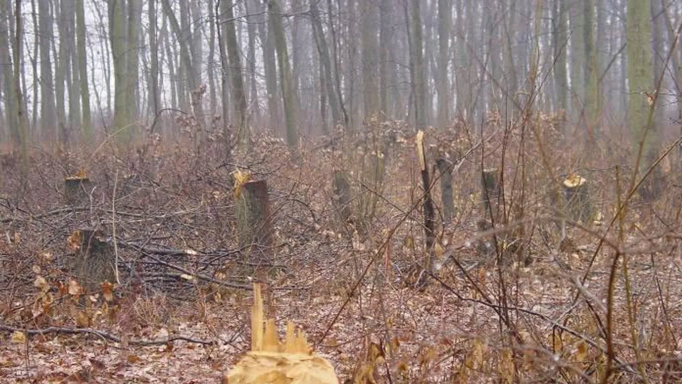 Közérdekű célra is felhasználható lesz az illegálisan kitermelt fa