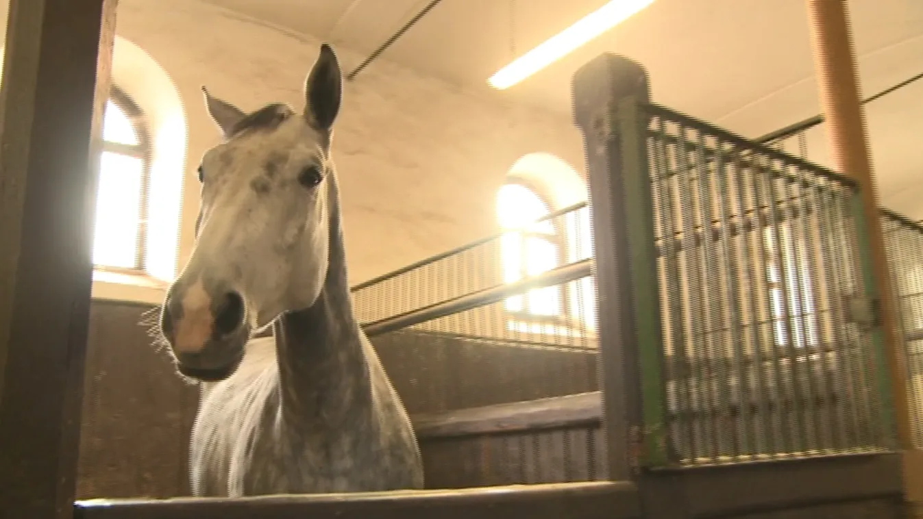 Jelentős fejlesztések elé néz a Mezőhegyesi Ménesbirtok