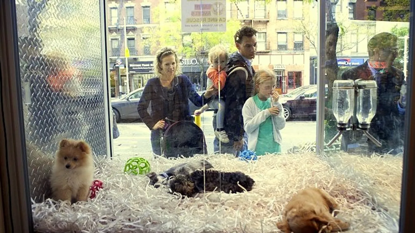 Korlátozzák a kisállat kereskedelmet Nagy Britanniában