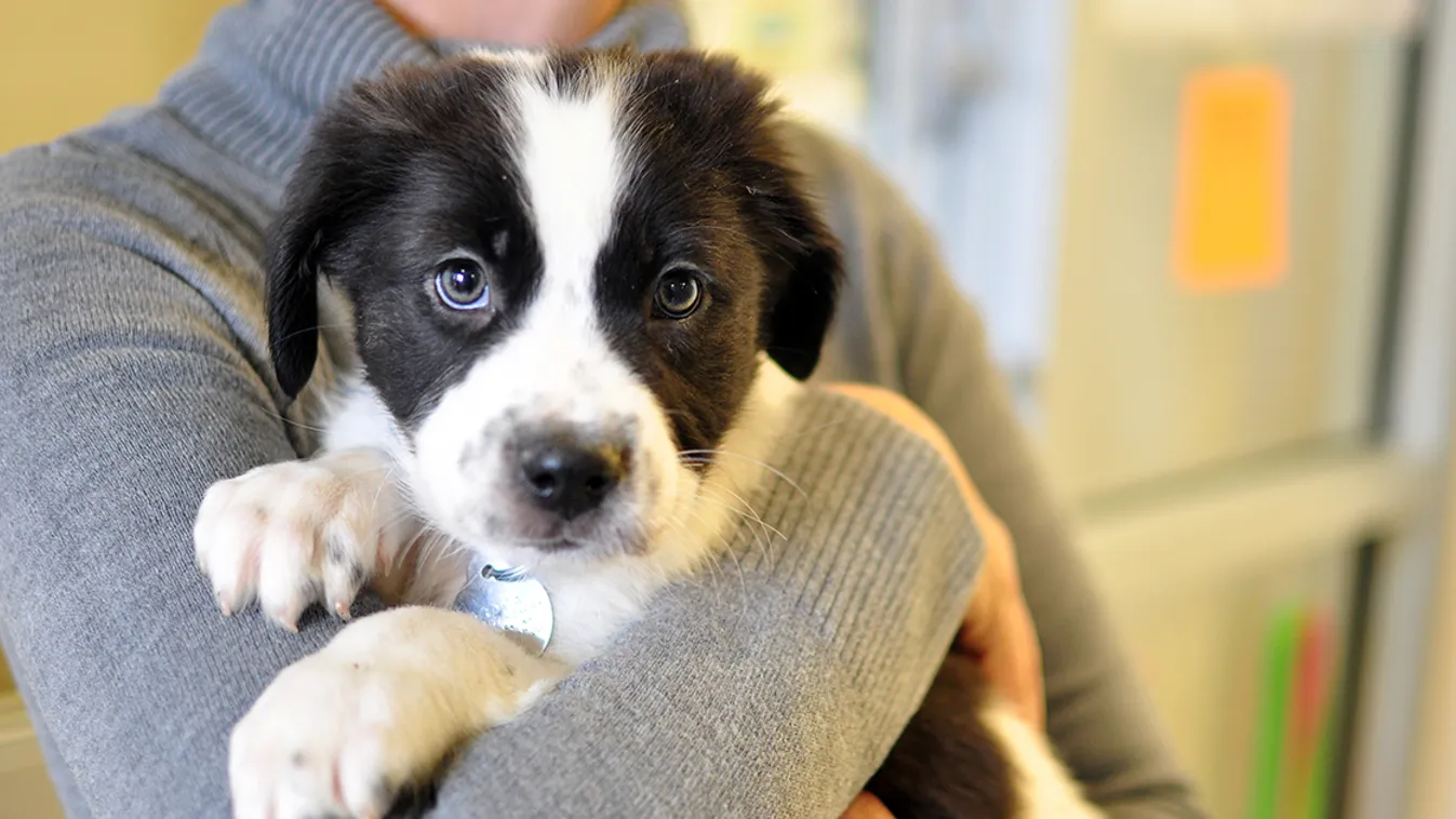 Sok kutyus talál gazdára karácsonykor